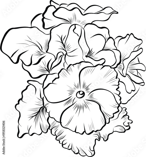Hand drawn primula flower bouquet sketch on transparent background