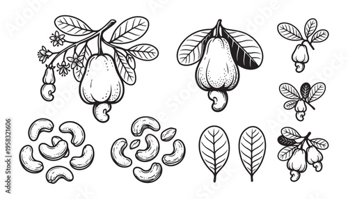 Cashew vector illustration showing plant with nuts, leaves, and separated roasted kernels