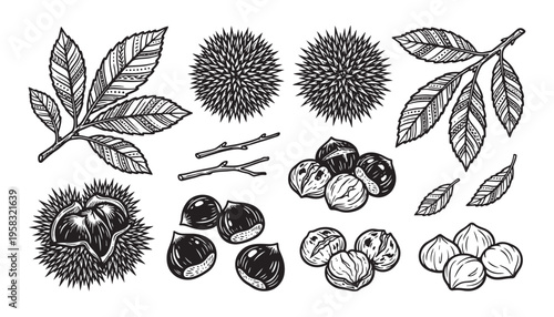 Chestnut vector illustration with spiny burrs, open shells, nuts, twigs, and leaves