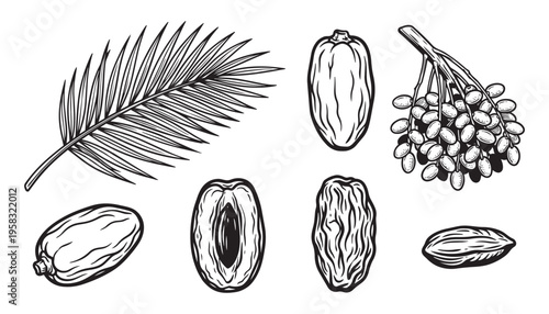 Date palm leaf bunch of dates whole and halved fruit vector illustration