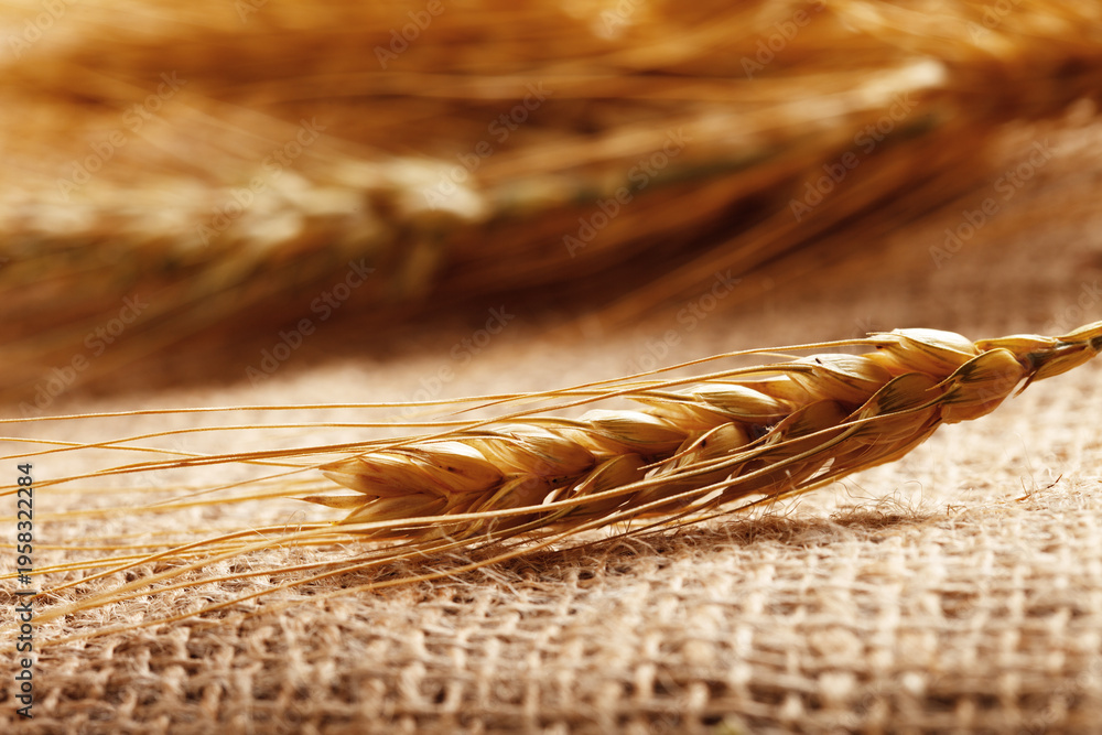 Obraz premium Wheat stalks on burlap fabric in a close-up view at a farm setting during daytime