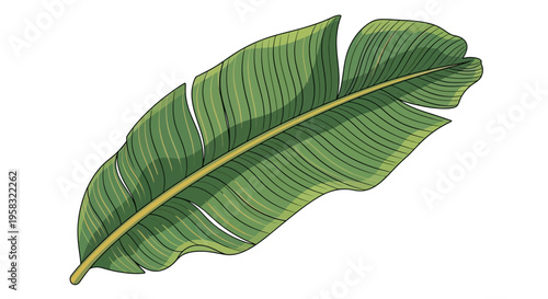 Detailed Illustration of a Vibrant Green Banana Leaf.