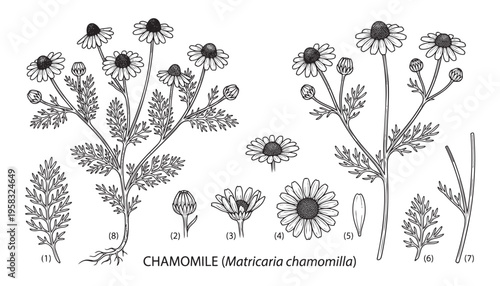 Chamomile matricaria chamomilla botanical set with flowers leaves and roots for vector illustration