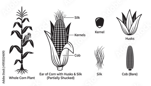 Corn plant parts black and white vector illustration with whole plant and ear labels