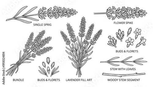 Lavender plant parts vector illustration with single sprig, flower spike, and bundle