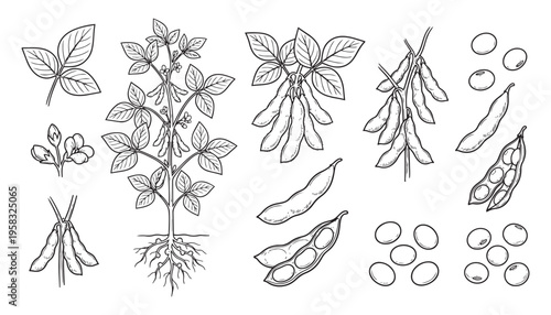 Soybean plant and pods illustration vector art