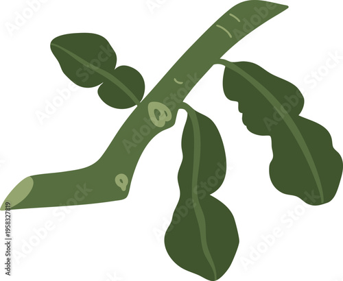 Kaffir Lime Leaf Branch Illustration Thai Herb Plant