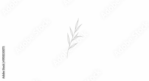 Minimalist botanical line art of a delicate willow branch with leaves on a white background
