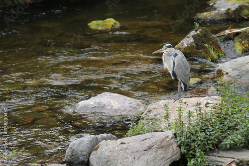 Wallpaper Mural A Heron Bird Standing on a Rock at a Riverside Bank. Torontodigital.ca