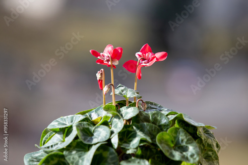 red and white flower