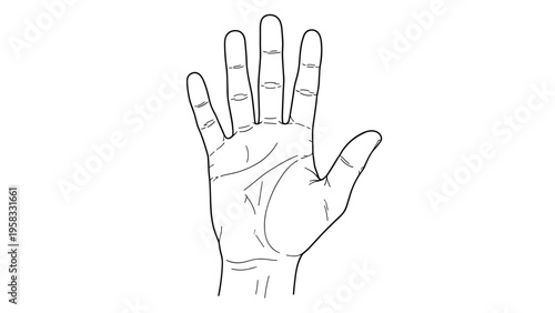 Detailed line drawing of a human palm showing various lines and creases isolated on a clean white background.