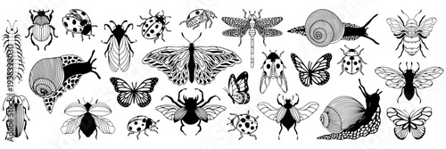 Beetles and butterflies set. Species exotic insects in detailed vintage style fly: moth, bug, ladybug, dragonfly, bumblebee, scarab, mantis, beetle. Hand drawn isolated vector illustration on white.