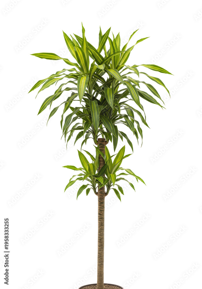 Fototapeta premium Dracaena plant with green leaves isolated on transparent background