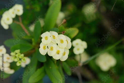 Vibrant yellow Euphorbia flowers blooming in a sunny garden, high-quality botanical macro photography for nature background