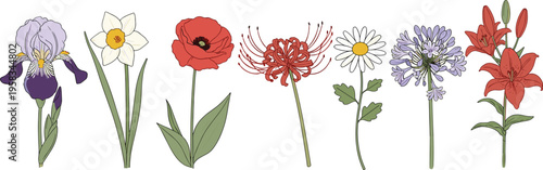 Mixed wildflower set with hand drawn botanical style. Collection includes iris, daffodil, poppy and lily. Decorative floral elements isolated for natural and garden design.