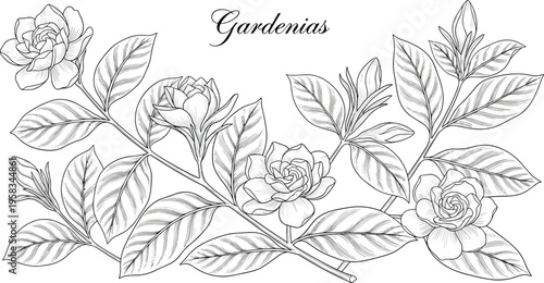 Gardenia flower branch in black and white engraving style. Detailed botanical illustration with leaves and blossoms. Elegant vintage floral design for decorative use.
