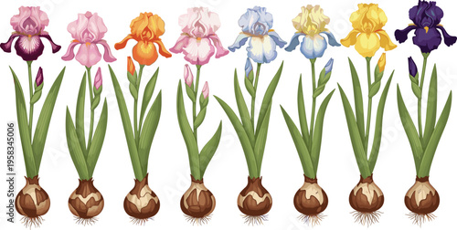 Iris flower set with colorful blooms growing from bulbs. Detailed botanical illustration with leaves and roots. Decorative floral elements for gardening and spring design.