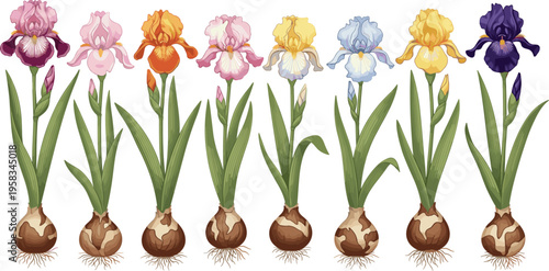 Iris flower set growing from bulbs with colorful blooms. Botanical illustration showing plant stages with roots and leaves. Decorative floral elements for gardening and nature design.