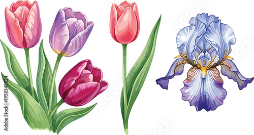Tulip and iris flower set with detailed watercolor botanical style. Soft colorful blooms with green leaves. Elegant floral elements isolated for spring and garden design.