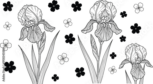 Black and white iris flower set with decorative floral elements. Detailed line art botanical illustration with small blossoms. Elegant design for coloring, tattoo and pattern use.