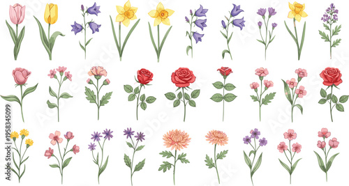 Mixed garden flower set with watercolor botanical illustrations. Collection includes tulip, rose, daffodil and wildflowers. Decorative floral elements isolated for spring and nature design.