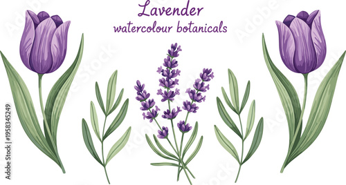 Lavender and tulip watercolor botanical set with elegant purple flowers. Hand painted floral collection with leaves. Decorative elements for wedding, spa and natural design.