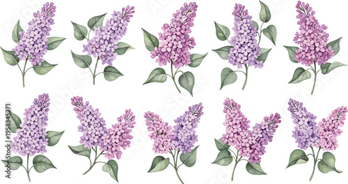 Lilac flower set with soft purple and pink watercolor style. Elegant botanical collection with leaves. Decorative floral elements isolated for spring and romantic design.