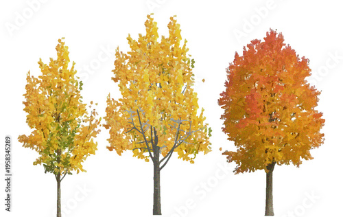 Three Fall Maples Isolated on White Background, Autumn Maple Trees Collection, Seasonal Foliage Stock Photo for Landscape Design, Nature Concepts, and Botanical Illustration Use