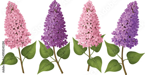 Lilac flower set with soft purple and pink blossoms. Detailed botanical illustration with green leaves. Elegant floral elements isolated for spring and romantic design.