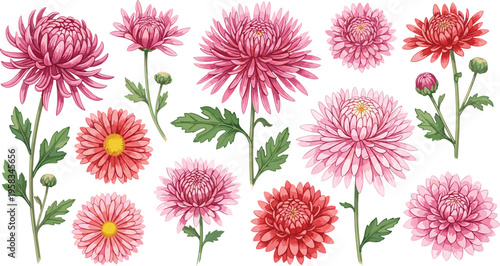 Pink chrysanthemum flower set with detailed hand drawn botanical style. Elegant floral collection with blooming garden flowers. Decorative elements isolated for romantic and nature design.