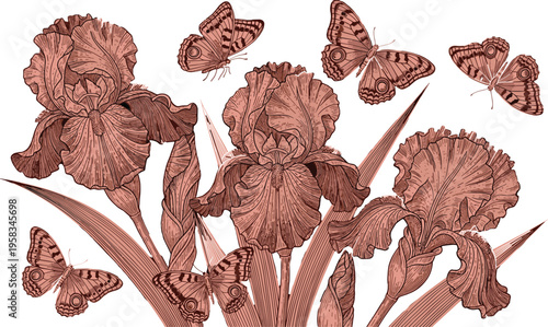 Vintage iris flower engraving with butterflies in monochrome style. Detailed botanical illustration with classic etching look. Elegant floral composition for antique and nature design.