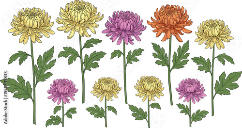 Chrysanthemum flower set in soft yellow, pink and orange tones. Hand drawn botanical collection with detailed leaves. Decorative floral elements isolated for nature design.