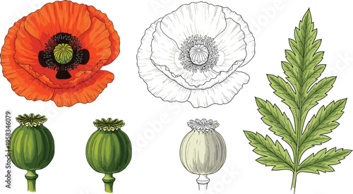 Poppy flower anatomy set. Botanical illustration with bloom, seed pods, and leaf details. Educational floral elements isolated for nature, science, and design use.
