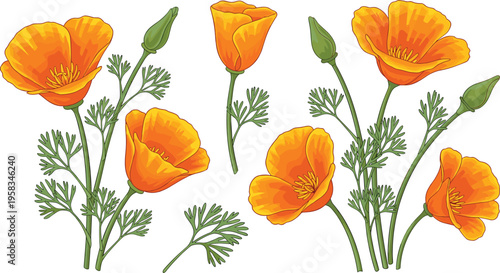 California poppy flower set. Bright orange botanical collection with delicate leaves and buds. Wild spring flowers isolated for nature, garden, and decorative design use.