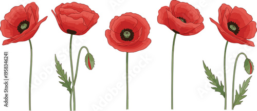 Red poppy flowers isolated set. Minimal botanical collection with elegant stems and buds. Wild floral elements for nature, remembrance, and decorative design use.