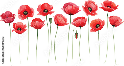 Red poppy flower row set. Elegant botanical collection with tall stems and blooming flowers. Wild meadow floral elements isolated for nature and decorative design use.