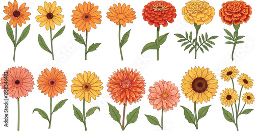 Orange and peach marigold flower set. Botanical floral collection with soft pastel blooms and detailed leaves. Decorative garden flowers isolated for design and seasonal use.