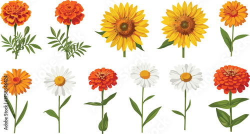 Sunflower, daisy and marigold flower set. Bright botanical collection with yellow, white and orange blooms. Decorative garden flowers isolated for summer and nature designs.