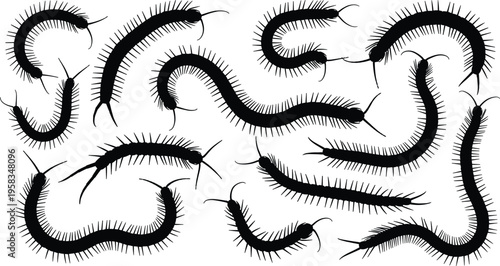 Black and white centipede silhouette illustration, insect entomology artwork, segmented body design drawing, creepy crawly insect pattern, educational biology concept