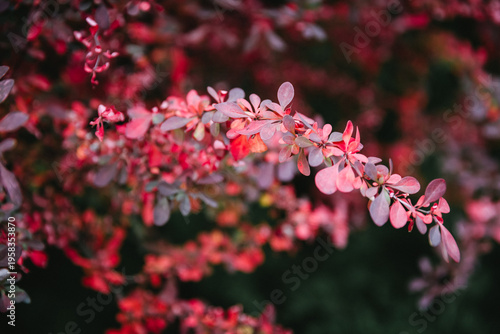 a barberry branch on a bush