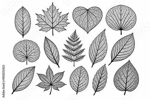 Intricate black and white leaf outlines of various shapes and patterns