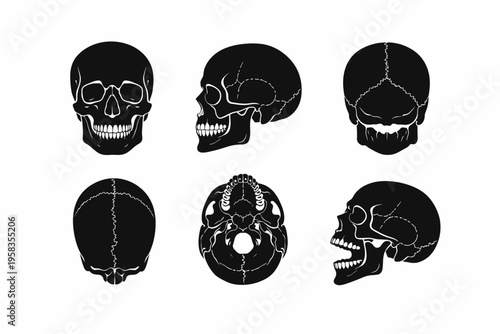 Vector illustrations of human skull in various angles