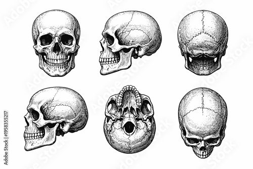 Detailed anatomical skull illustrations from multiple angles
