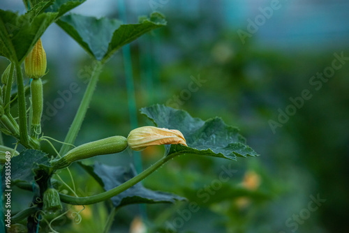Images of farmers harvesting pumpkins and pumpkins.