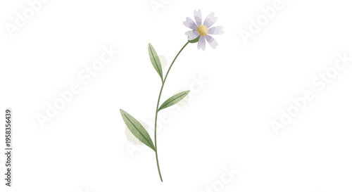 Single White Daisy Flower with Green Stem and Leaves.