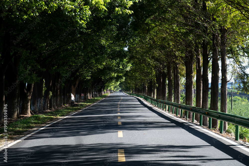 Naklejka premium A shaded asphalt road lined with lush green trees extending into the distance