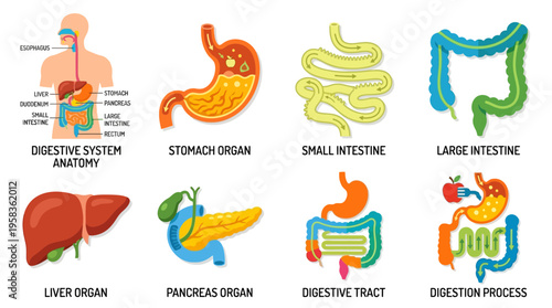 The human digestive system consists of vector illustrations of stomach, intestines, liver, pancreas, and digestive tract in a detailed medical diagram.