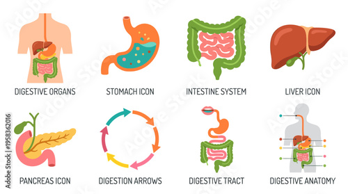 The human digestive system consists of vector graphics of stomach, liver, intestine, pancreas and digestive tract organs.