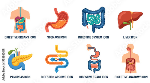 Vector illustration of human digestive system icons including stomach, liver, intestine, and other related organs in a detailed graphic