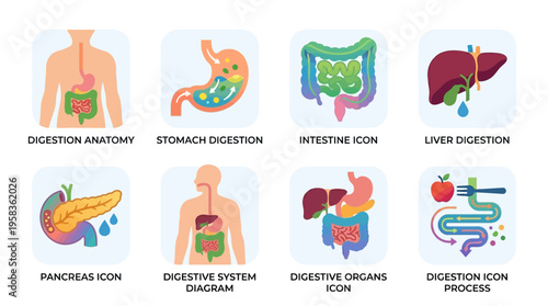 Vector illustrations of human digestive system with vector icons of stomach intestine liver and pancreas in a detailed medical anatomy setting.